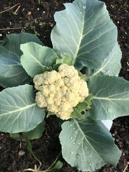 Cauliflower from the garden